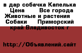 в дар собачка Капелька › Цена ­ 1 - Все города Животные и растения » Собаки   . Приморский край,Владивосток г.